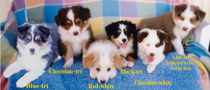 spotted border collie puppies